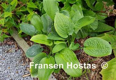 Hosta Green Pin Stripe Sister